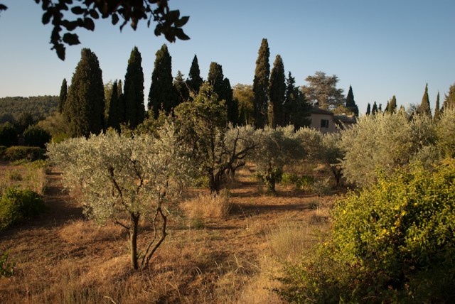 provencal countryside-1